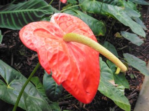 This Anthurium Andreanum has the droop!  